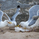 Seagulls feasting on styrofoam containers on a beach